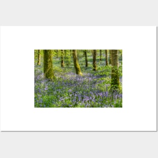 Bluebells in Cally Woods, Gatehouse of Fleet Dumfries Galloway Photo Posters and Art